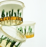 plant containers tissue culture